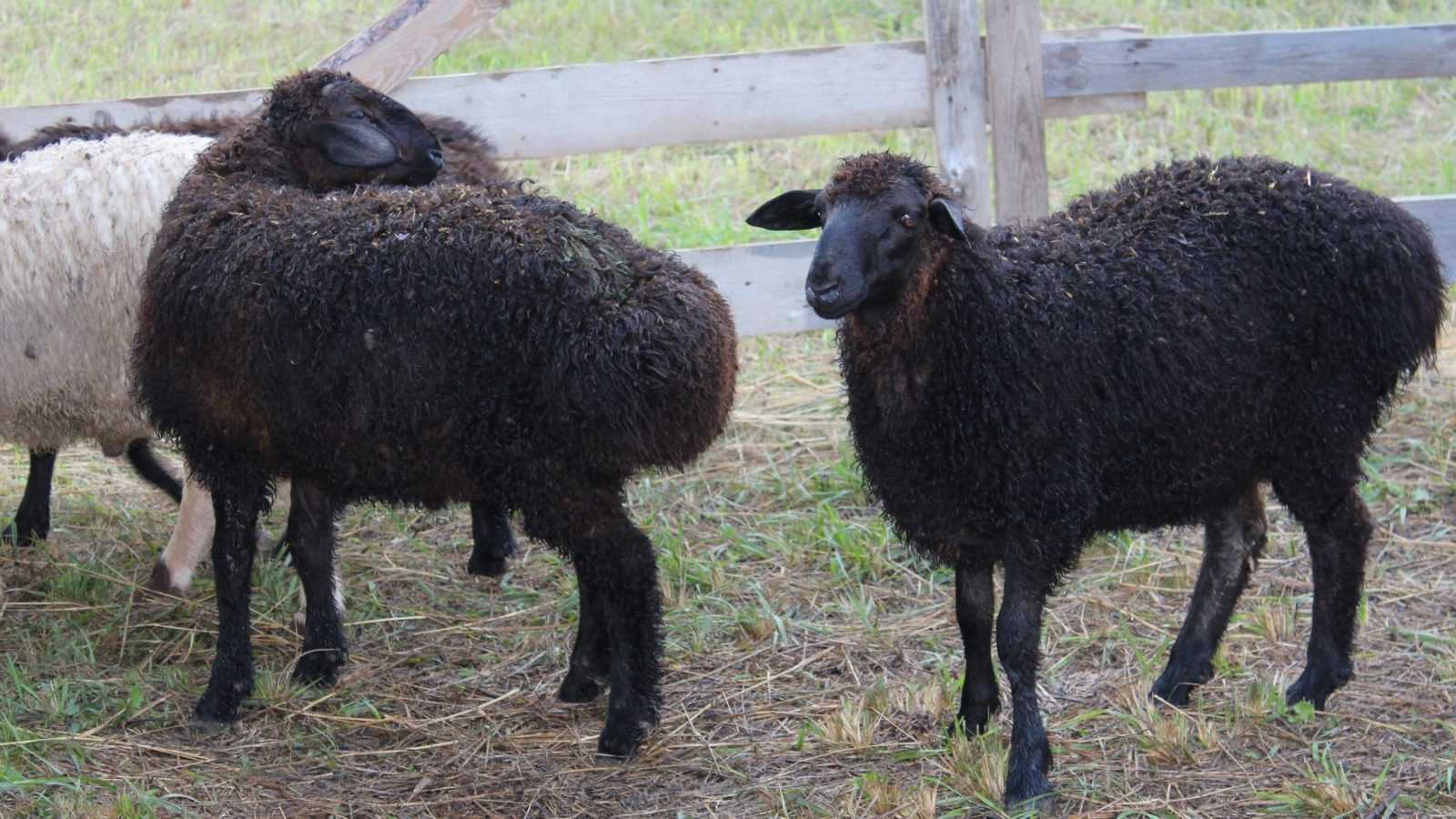 Эдильбаевская порода овец. отзывы, описание фото и видео