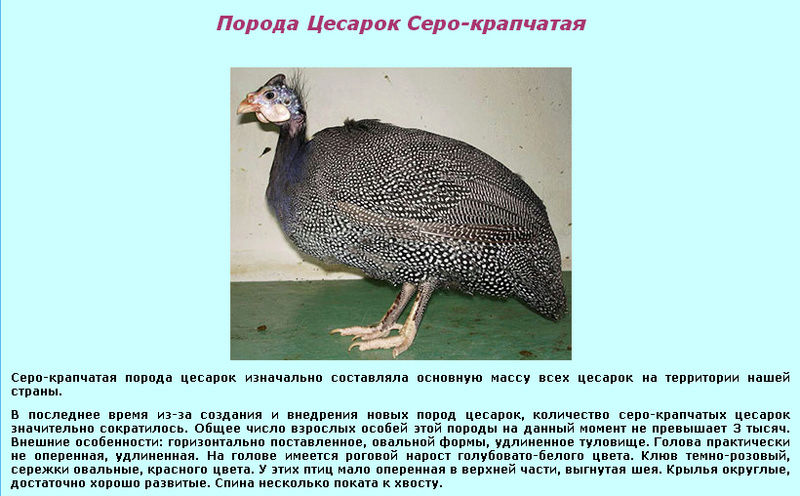 Цесарка – царская курица или птица, истребляющая колорадского жука.