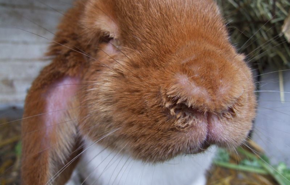 Инфекционный стоматит у кроликов: признаки, симптомы и лечение