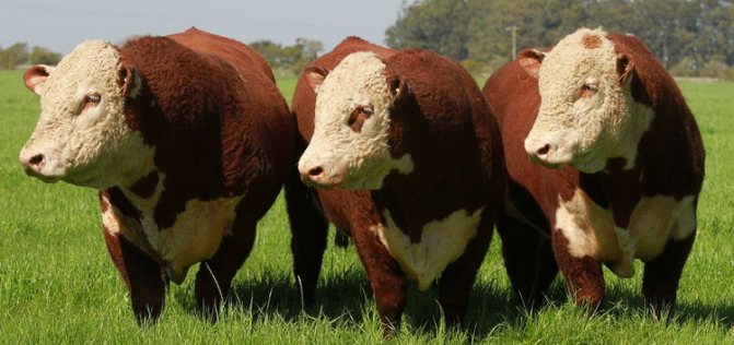Порода коров герефорд: описание и продуктивность