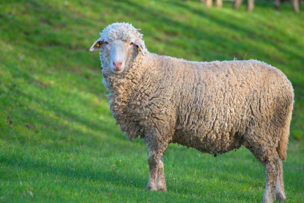 Овцы мясных пород: классификация и особенности