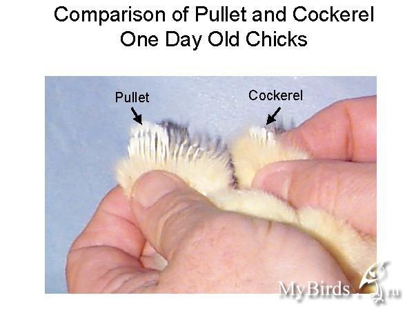 Как определить пол цыпленка: цыпленок-петушок или цыпленок-курочка