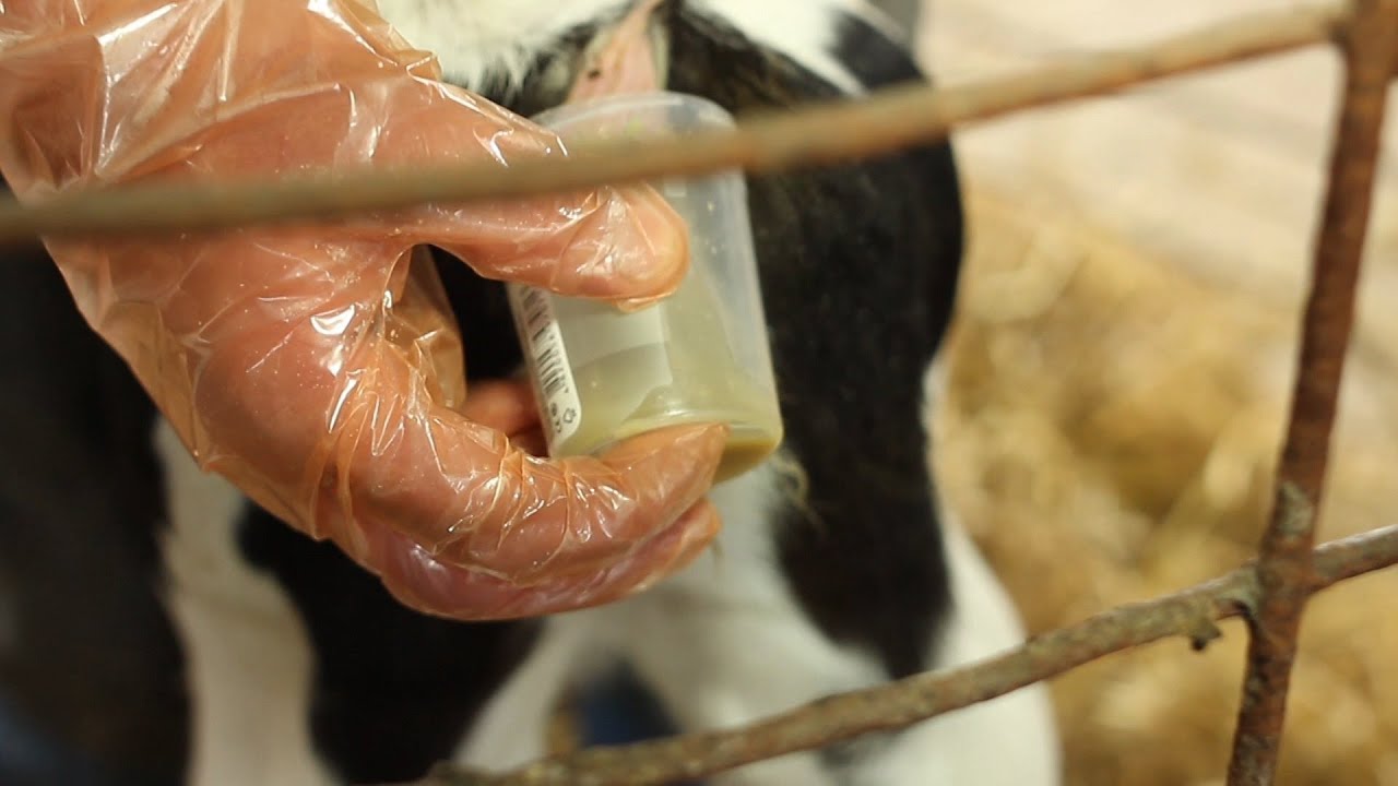 Понос у коровы, телят: лечение в домашних условиях