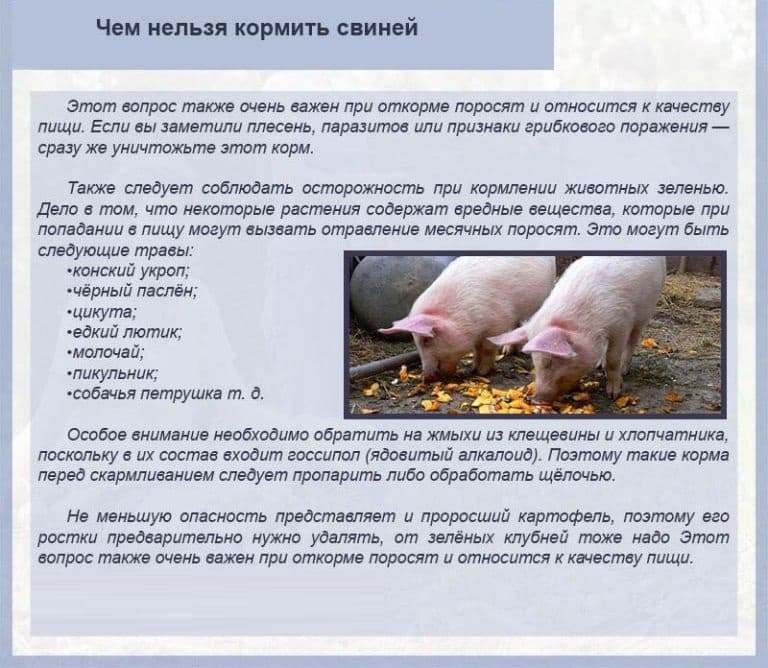 Как и чем кормить свиней? виды кормов, режим питания, фото — ботаничка.ru