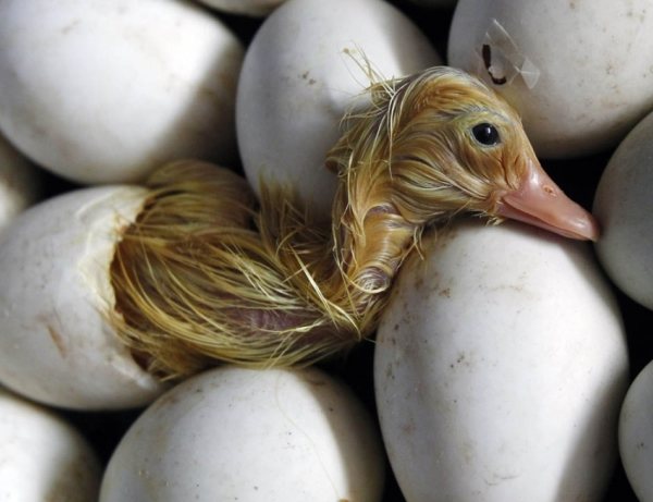 Сколько дней сидит утка на яйцах и как посадить утку на яйца насильно + фото