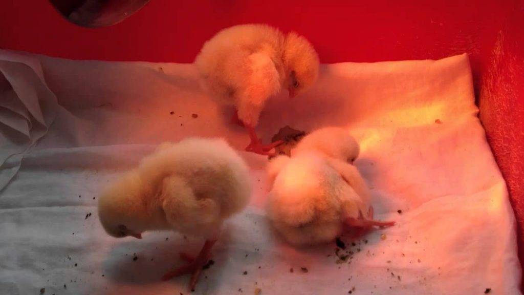 От чего дохнут куры и цыплята бройлеры: причины и их решение, обзор и видео