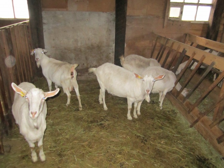 Содержание коз зимой: требования к помещению, кормам, советы по уходу