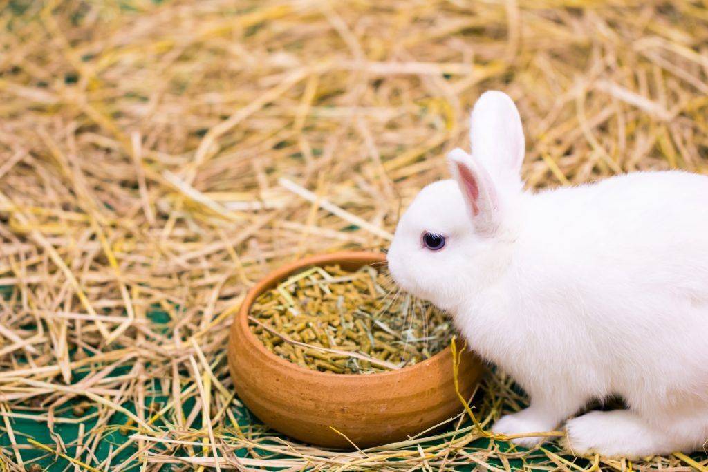 Крапива в рационе кроликов — изучаем правила кормления