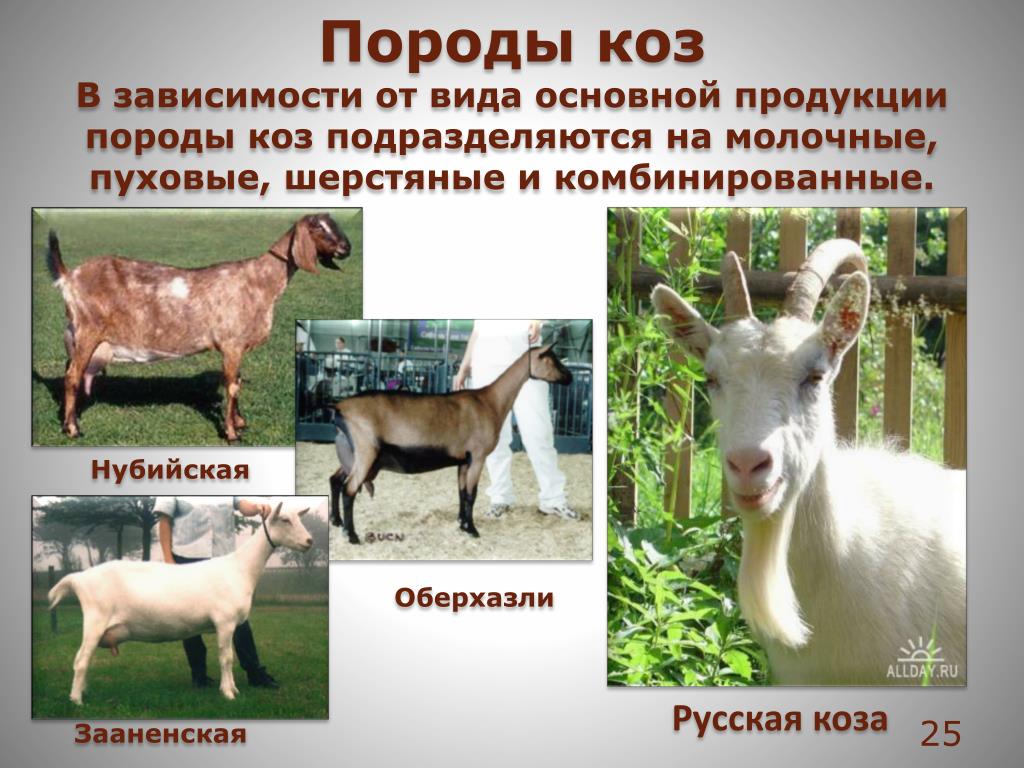 Породы коз: фото, названия и описание каждой из них