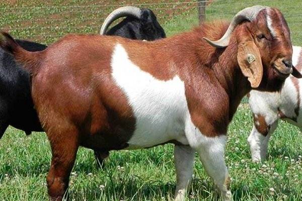 Какие бывают породы коз?