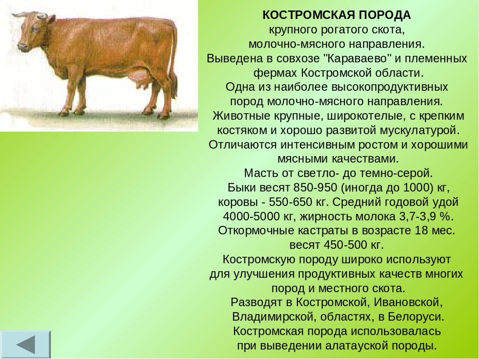 История выведения и характеристика ярославской породы коров