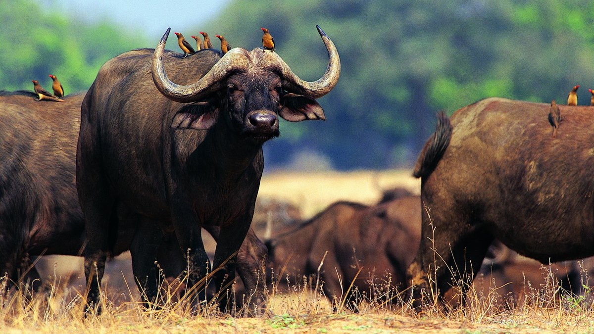 Буйвол это огромный бык, фото буйволов с большими рогами