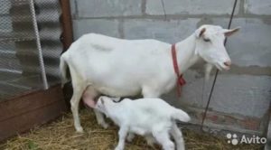 Лучшие молочные породы коз. советы по выбору, описание и характеристики