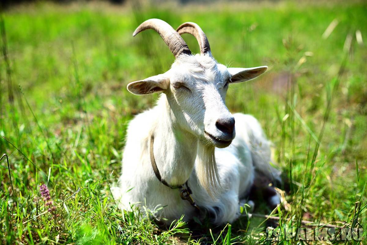 Сколько живут козы? срок жизни в домашних условиях? как его продлить?