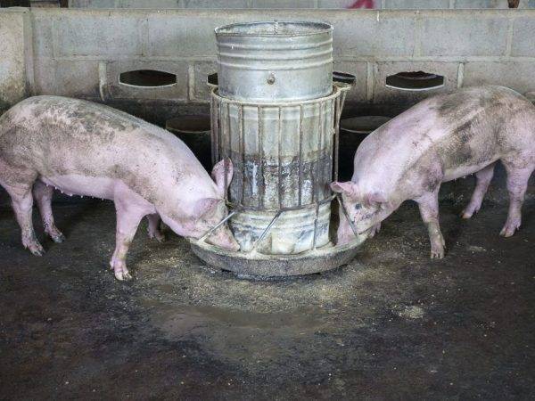 Самый эффективный откорм свиней в домашних условиях на мясо