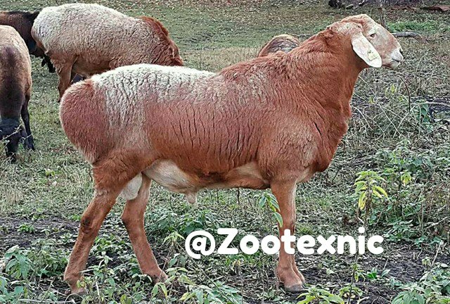 Описание и характеристики гиссарской породы овец