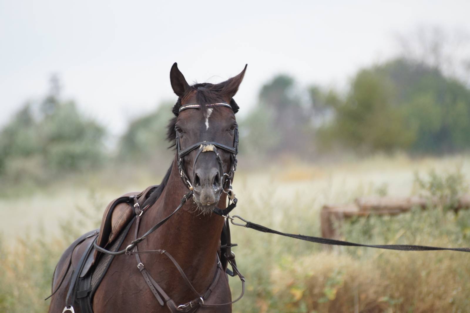 Амуниция для лошади: список необходимых аксессуаров