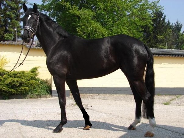 Английская чистокровная лошадь (16 фото): характеристика верховой и скаковой пород. особенности тренинга, питания и ухода