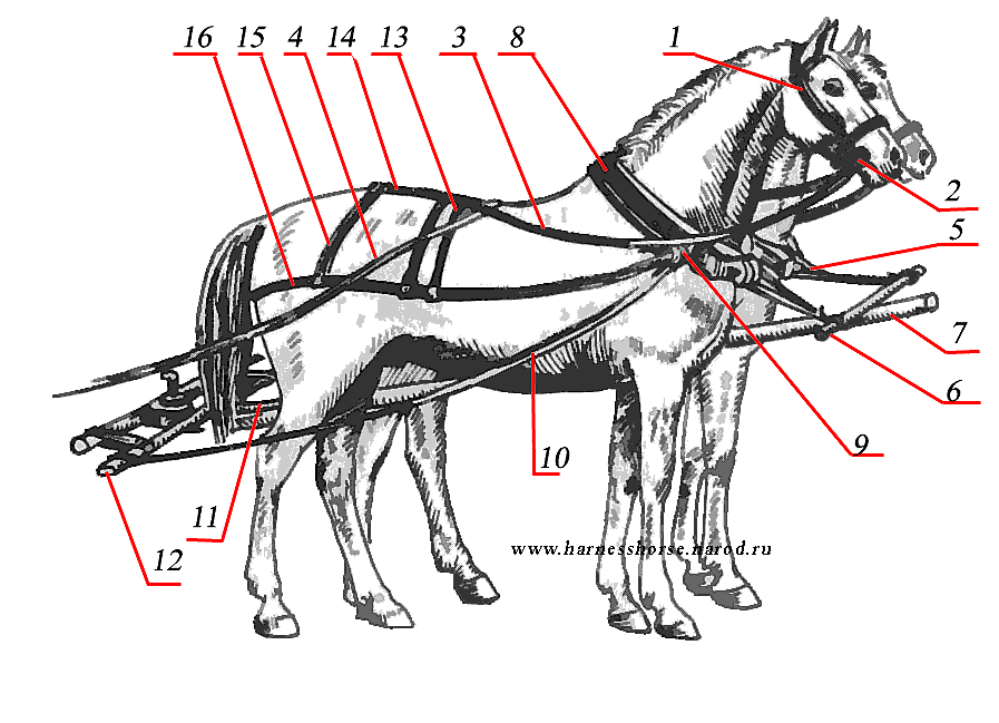 Как запрячь коня: элементы упряжи и правила запряжки