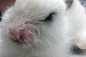 Стоматит у кроликов: причины, лечение
