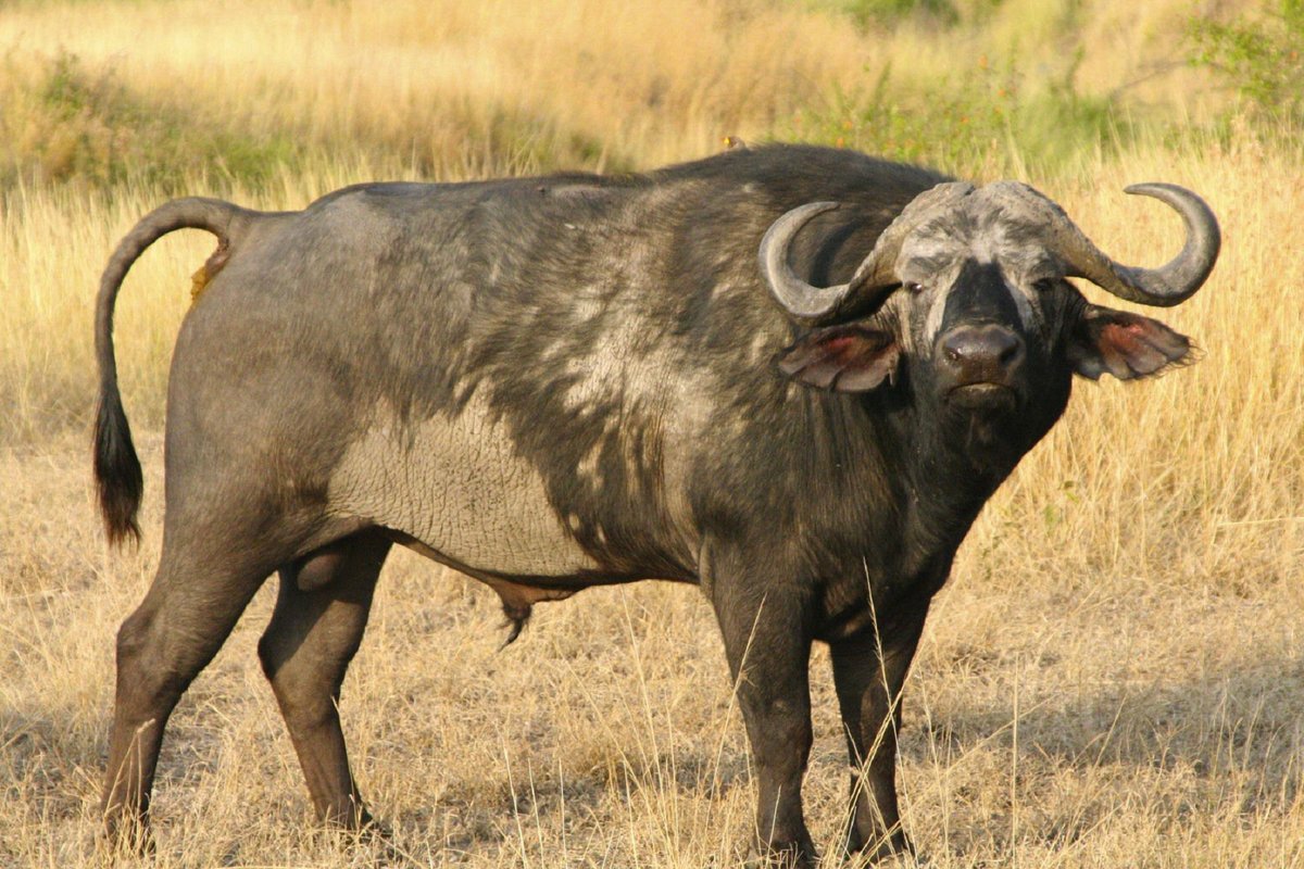 Африканский бык: породы крс, развитые в африке