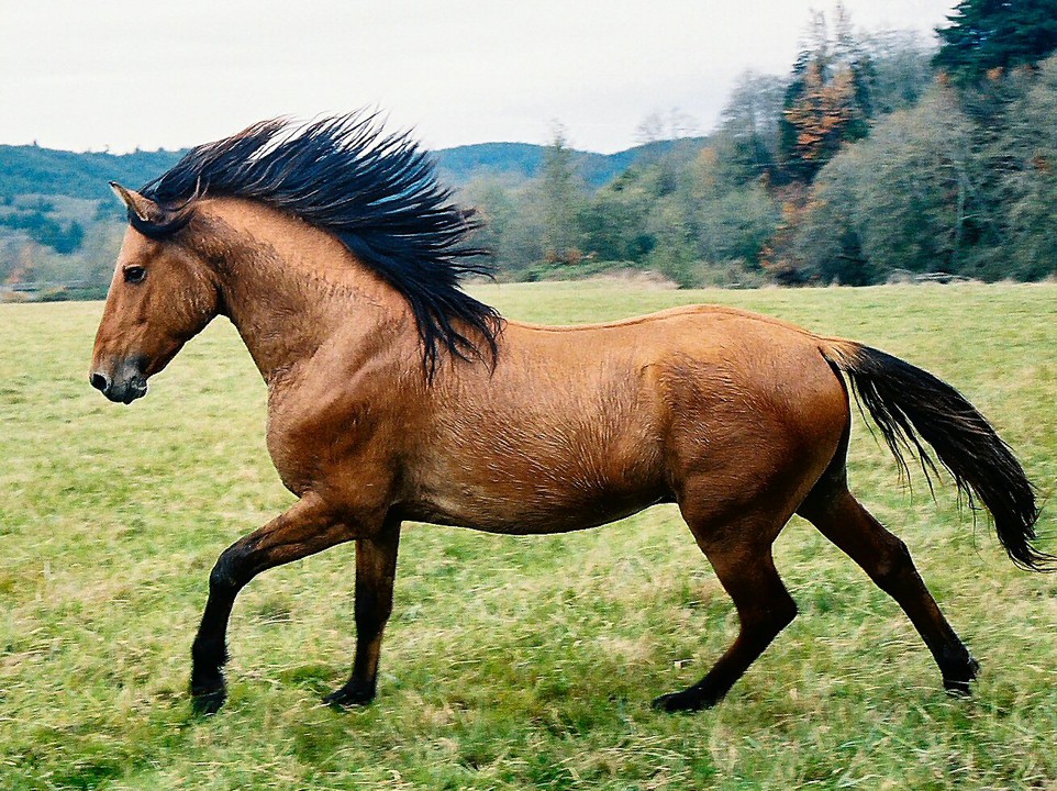 Мустанг лошадь: история и образ жизни — cельхозпортал