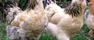 Маран порода кур – описание пасхальных, фото и видео
