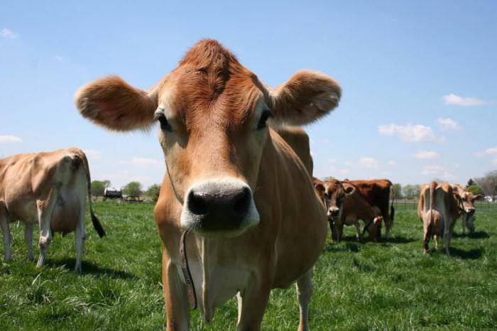 Джерсейская корова: особенности разведения и ухода — cельхозпортал