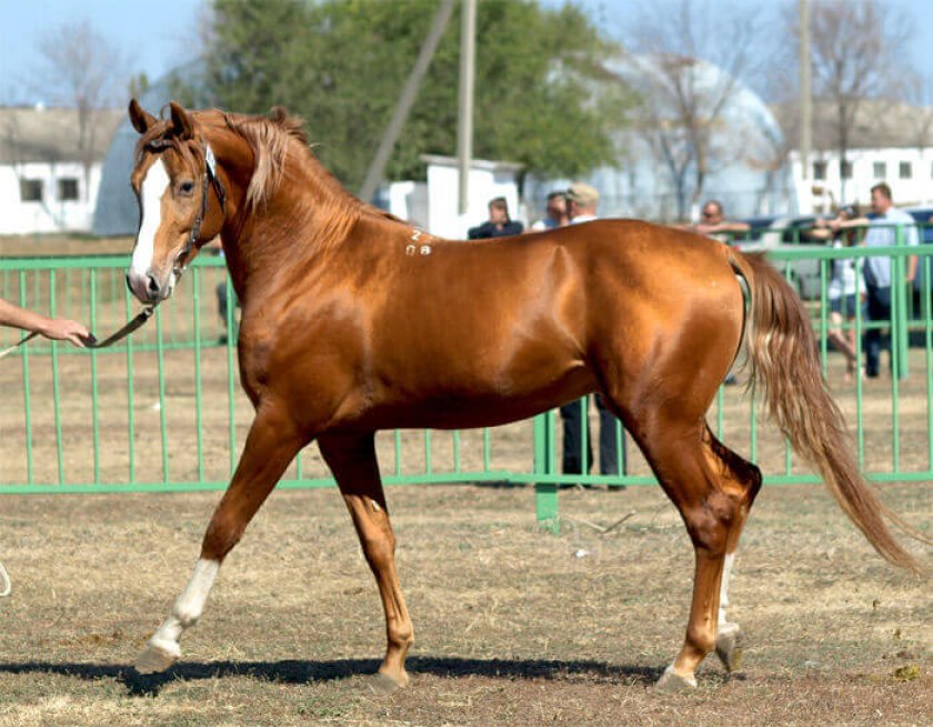 Донская лошадь: история, происхождение породы, характеристика и использование коней дончаков