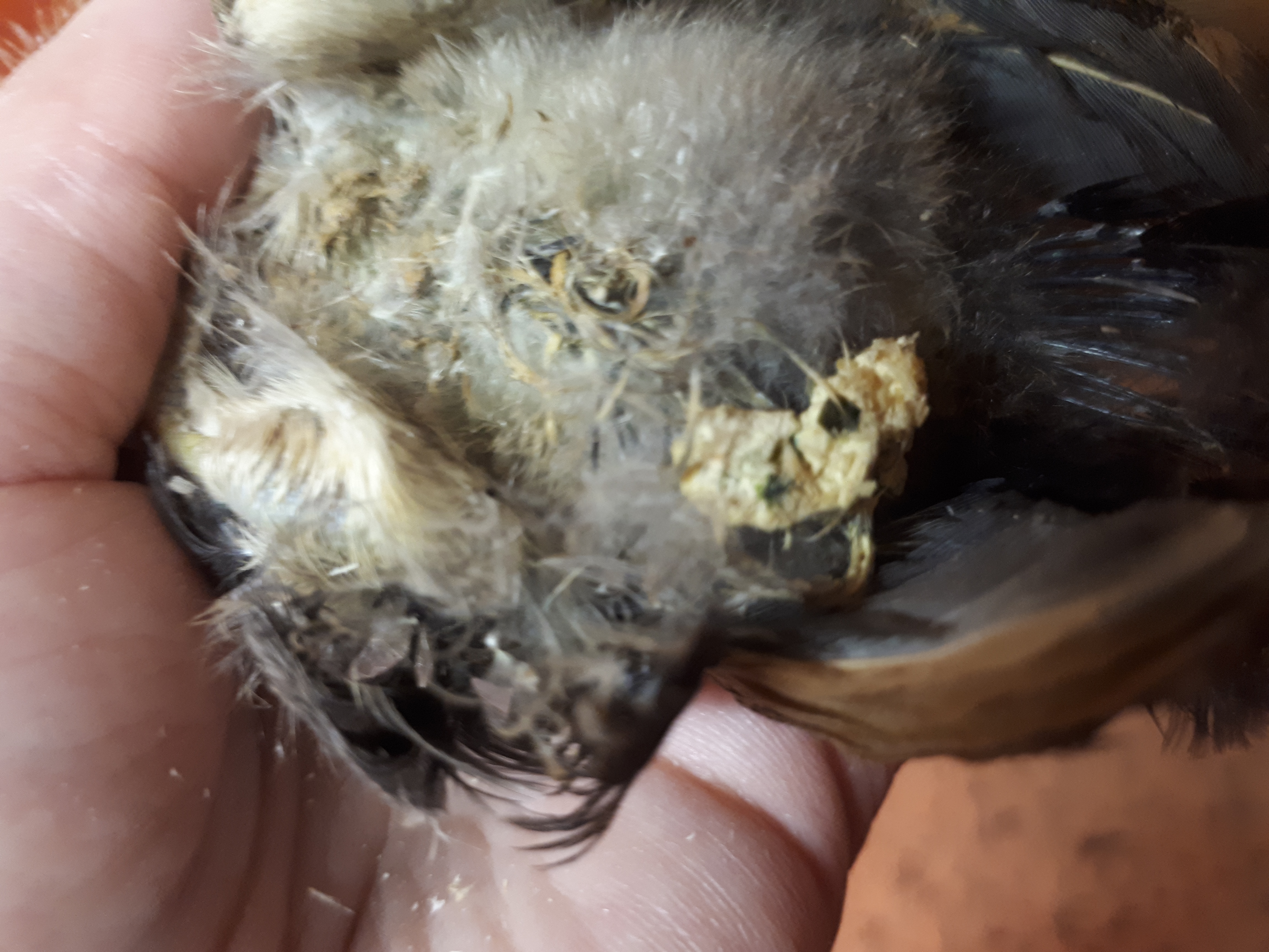 О лечении поноса у гусят: что делать, если птица поносит и дохнет