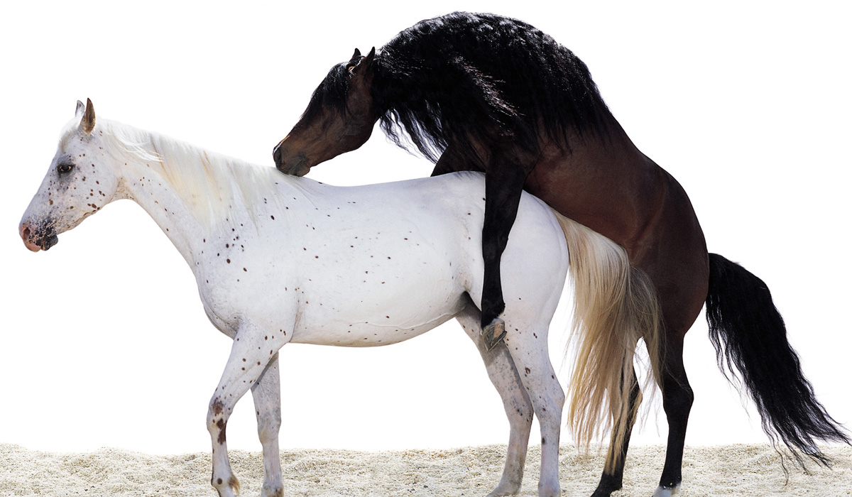 Размножение лошадей: как происходит процесс
