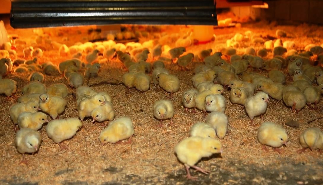 О лечении болезней бройлеров и цыплят в домашних условиях: почему и что делать