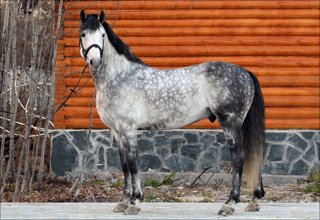 Орловская рысистая порода лошадей: происхождение, описание и особенности ухода за конем