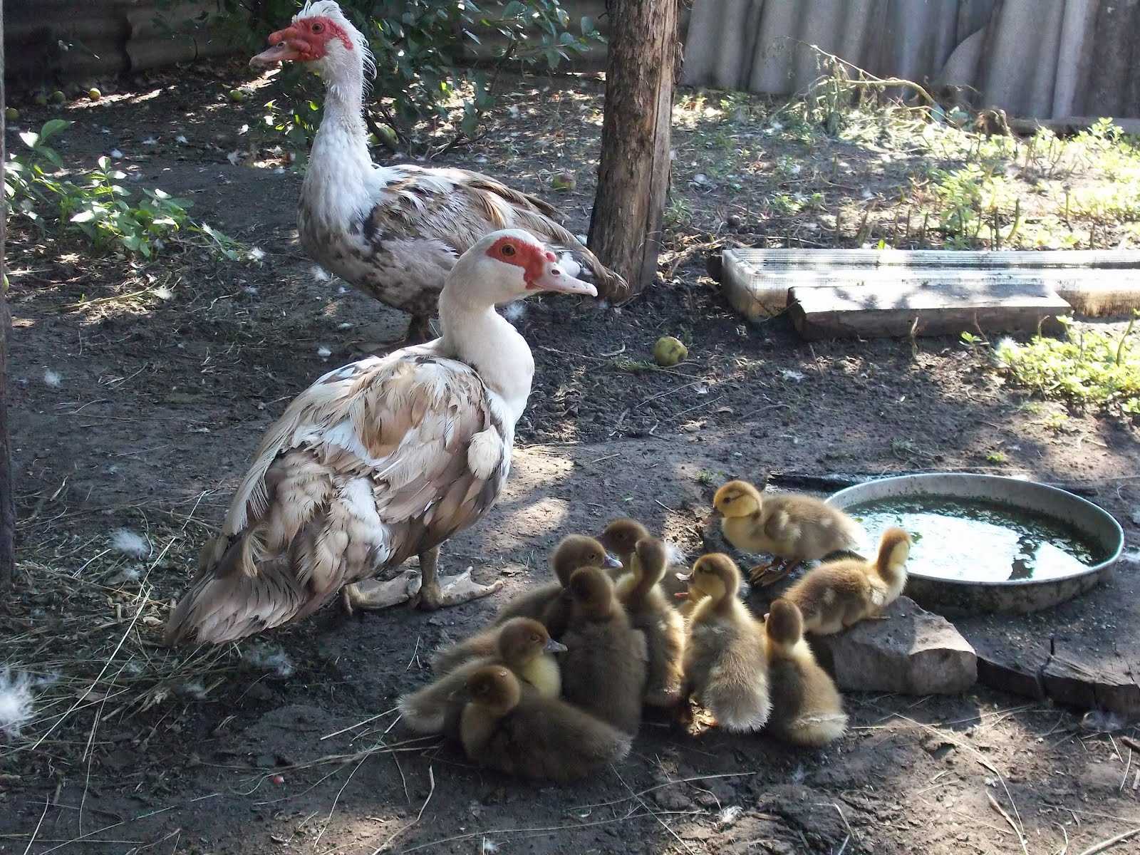 Индо утки мясной породы