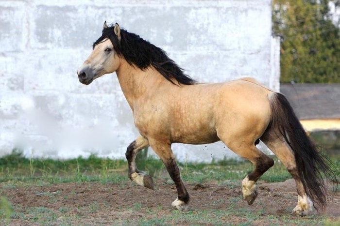 Буланая масть лошади: описание фото | мои лошадки