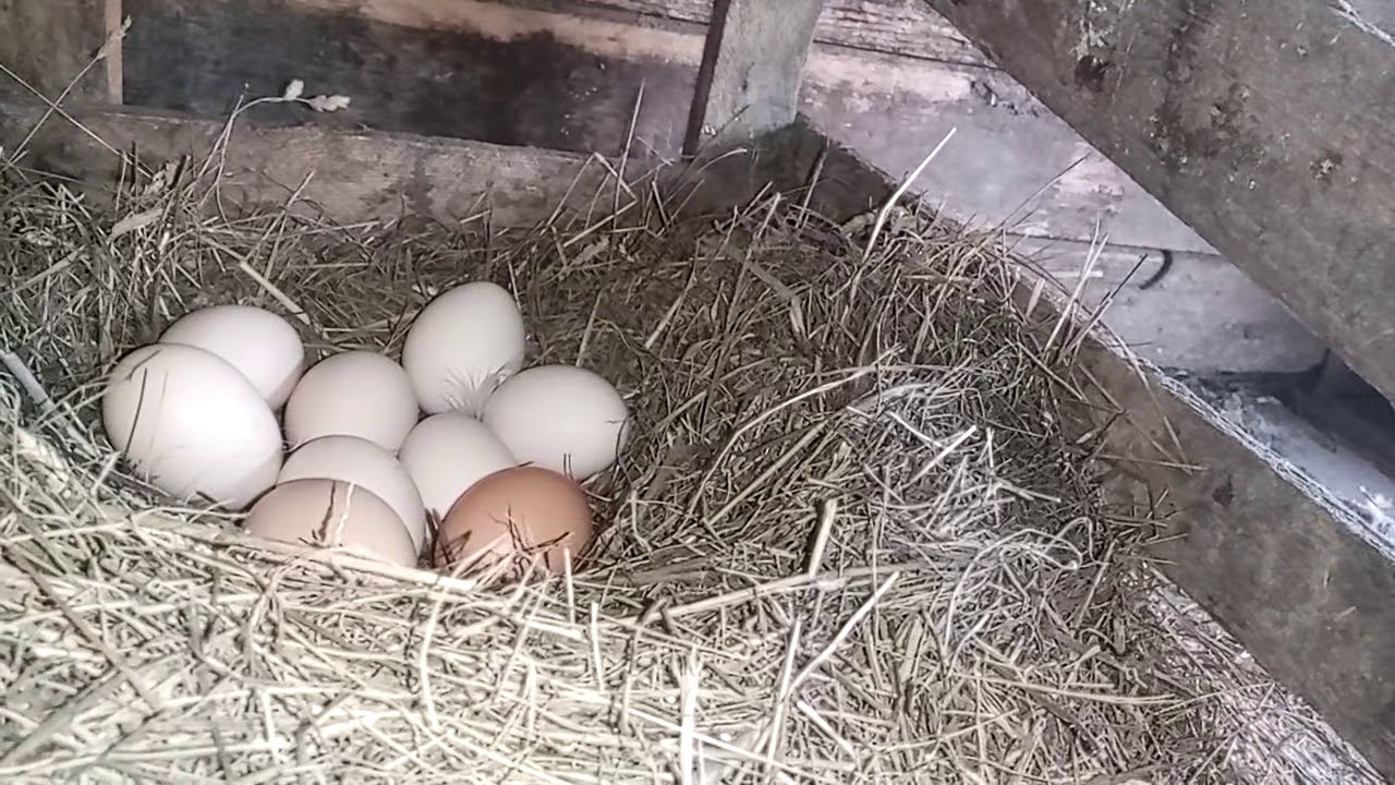 Советы опытных птицеводов, как посадить курицу на яйца: инструкция и видео