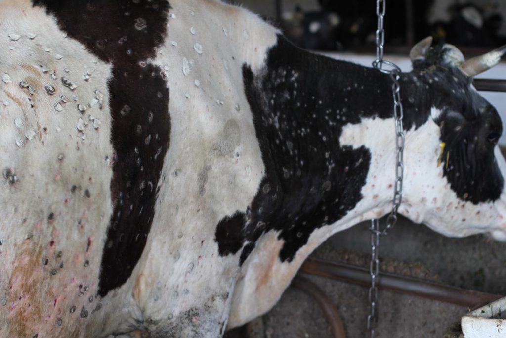 Болезни вымени у коровы — виды патологий, основные симптомы, способы лечения и профилактики
