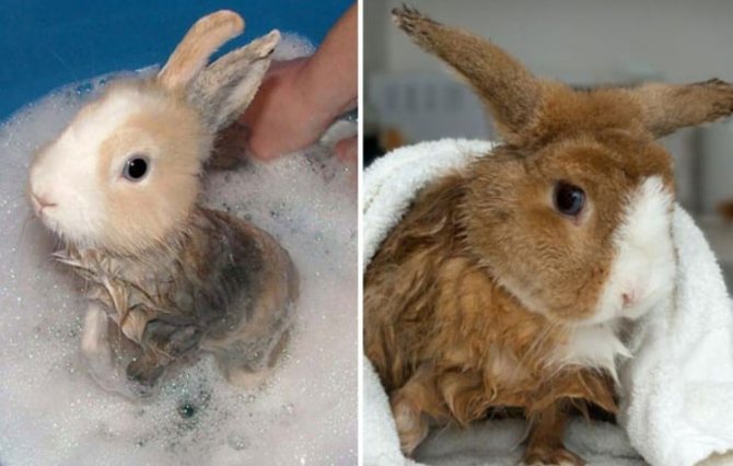 Можно ли купать кролика? нужно ли мыть декоративного и обычного кролика? как правильно искупать в домашних условиях? умеют ли кролики плавать?