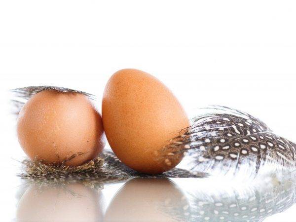 Яйца цесарки: польза и вред для здоровья