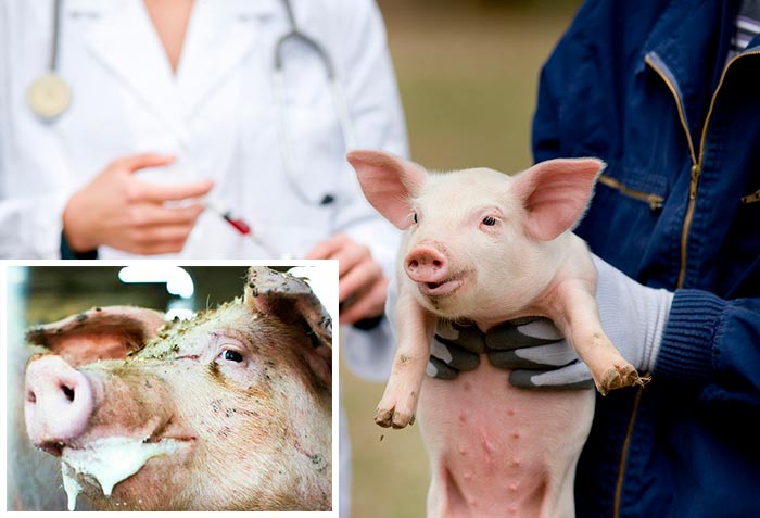 Кожные заболевания у свиней: инфекционные, атрофический ринит