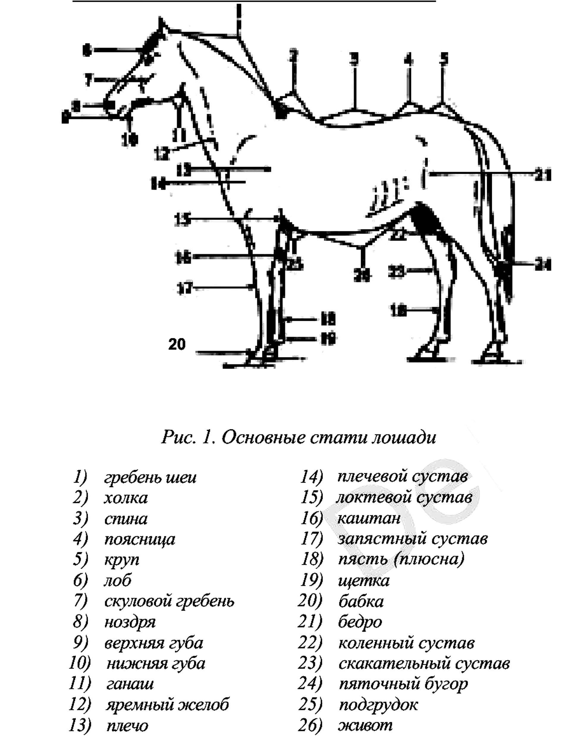 ✅ о русских породах лошадей: забайкальская, алтайская, русская верховая - tehnomir32.ru