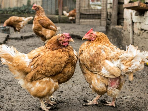 Цыплята клюют друг друга до крови – причины и методы решения