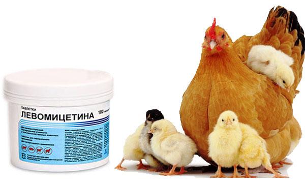 Антибиотики для бройлеров, какие и как применять для цыплят?