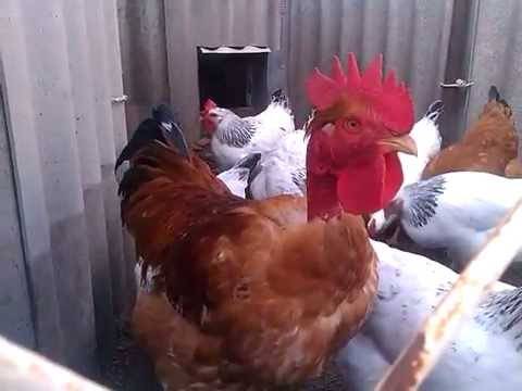 Как размножаются курицы: как петух оплодотворяет курицу