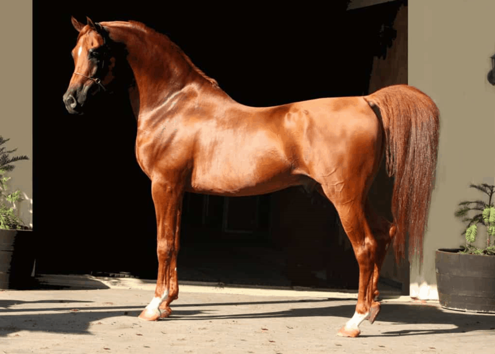 Самая дорогая лошадь в мире и в россии: лушие породы и их характеристики