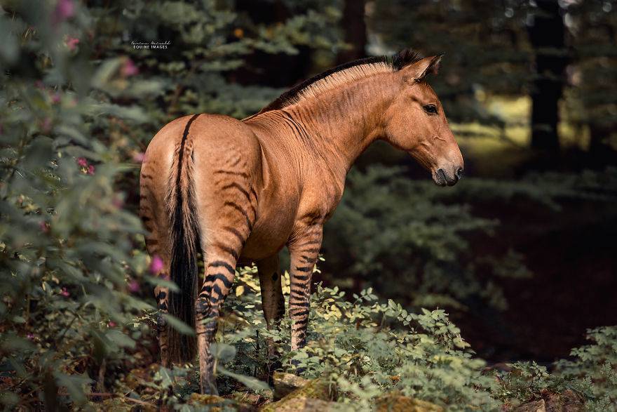 Скрещивание лошадей: виды. особенности и результаты спаривания ослов и лошадей