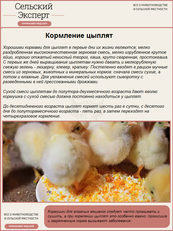 Кормление и световые режимы для выращивания цыплят яичных пород