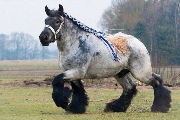 Лошадь-тяжеловоз (55 фото): характеристика советской, бельгийской, французских и других пород тяжеловесов. какой средний вес у коней? как правильно воспитывать маленьких жеребят этой породы?