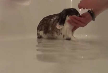 Водные процедуры домашних кроликов