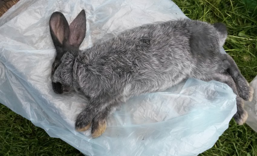 Причины гибели кроликов